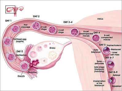 Image result for fertilization and implantation